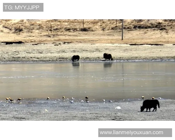 足球明星携手青藏高原在拉萨展开激情四溢的足球友谊赛